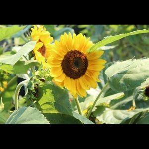 Sunflower framed photo